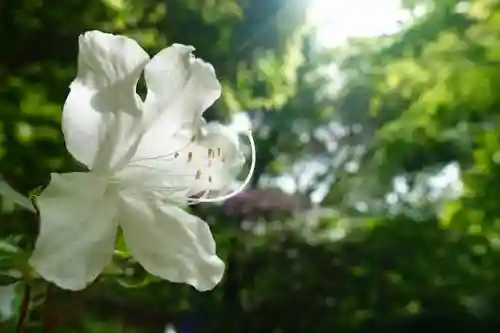 竹林院の自然