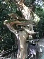 黒嶋神宮の自然