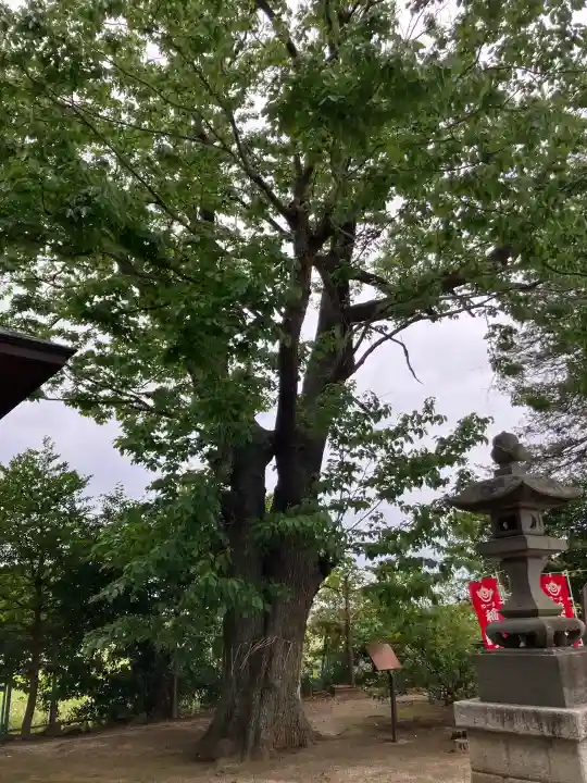 素鵞神社の{uncategorized: "未分類", other: "その他", undefined: "問題あり", building: "その他建物", grave: "お墓", sacred_gate: "鳥居", guardian: "狛犬", statue: "像", buddha: "仏像", history: "歴史", nature: "自然", garden: "庭園", animal: "動物", pagoda: "塔", temizu: "手水舎", mountain_gate: "山門・神門", sanctuary: "本殿・本堂", subordinate: "末社・摂社", art: "芸術", scenery: "景色", jizo: "地蔵", ema: "絵馬", goshuin: "御朱印", omikuji: "おみくじ", items: "授与品その他", amulet: "お守り", goshuincho: "御朱印帳", eats: "食事", festival: "お祭り", votive_dance: "神楽", shichigosan: "七五三参", wedding: "結婚式", experience: "体験その他", initially: "初詣", around: "周辺", anti_infection: "感染症対策"}