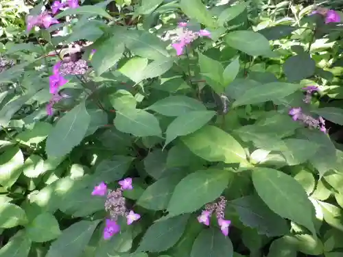 御霊神社の自然