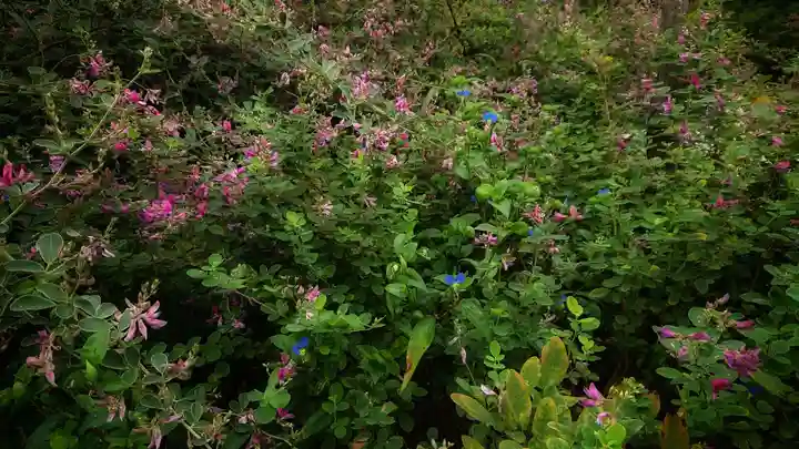 圓光禅寺(円光寺)の自然