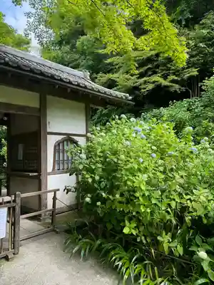 明月院(神奈川県)