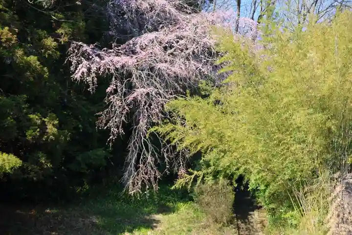 大六天麻王神社の自然