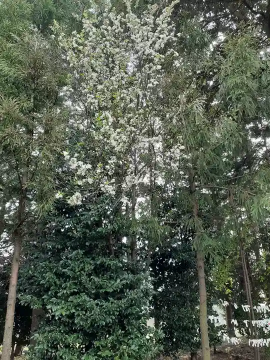 伏木香取神社の自然