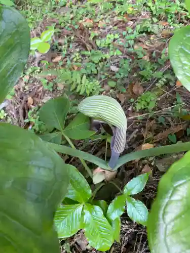 上一宮大粟神社(徳島県)