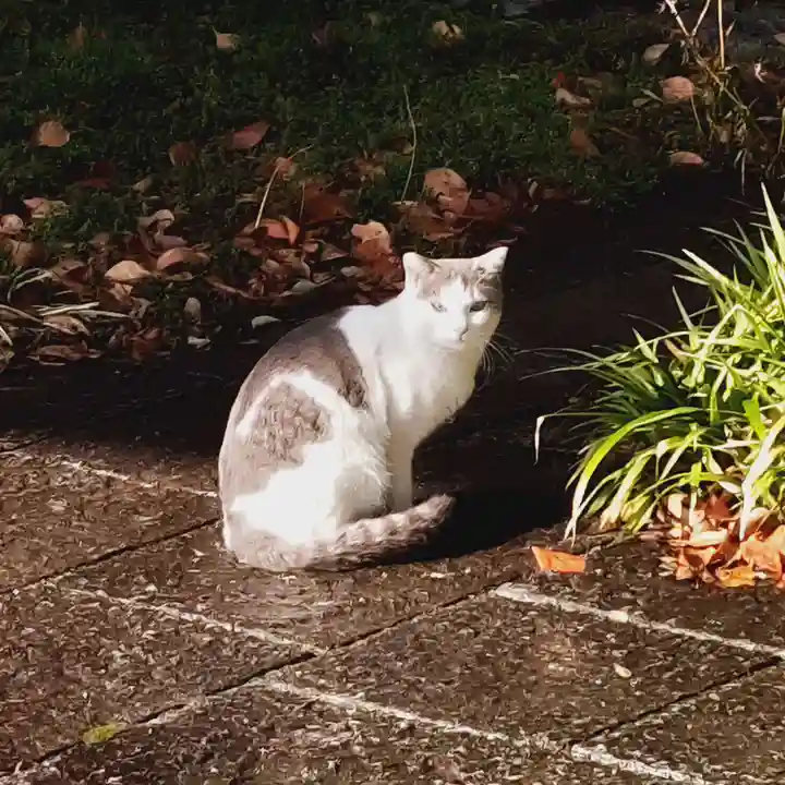 八幡宮(甲山八幡宮)の動物