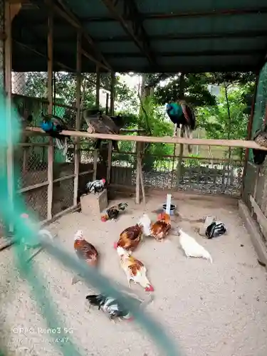 岩槻久伊豆神社の動物