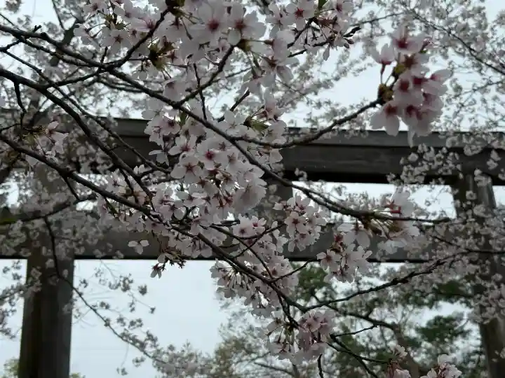 高麗神社の{uncategorized: "未分類", other: "その他", undefined: "問題あり", building: "その他建物", grave: "お墓", sacred_gate: "鳥居", guardian: "狛犬", statue: "像", buddha: "仏像", history: "歴史", nature: "自然", garden: "庭園", animal: "動物", pagoda: "塔", temizu: "手水舎", mountain_gate: "山門・神門", sanctuary: "本殿・本堂", subordinate: "末社・摂社", art: "芸術", scenery: "景色", jizo: "地蔵", ema: "絵馬", goshuin: "御朱印", omikuji: "おみくじ", items: "授与品その他", amulet: "お守り", goshuincho: "御朱印帳", eats: "食事", festival: "お祭り", votive_dance: "神楽", shichigosan: "七五三参", wedding: "結婚式", experience: "体験その他", initially: "初詣", around: "周辺", anti_infection: "感染症対策"}