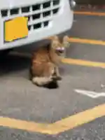 長林寺(西宮長林寺)の動物