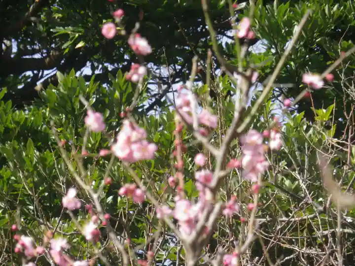 荏柄天神社の自然