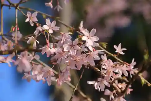 阿久津「田村神社」（郡山市阿久津町）旧社名：伊豆箱根三嶋三社の自然