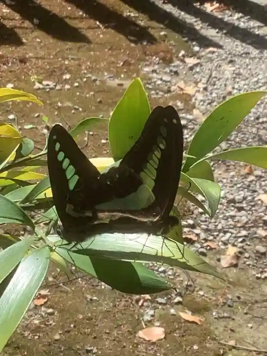 清洲山王宮 日吉神社の動物