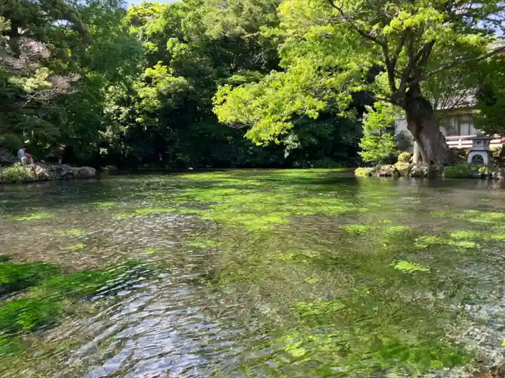 富士山本宮浅間大社(静岡県)