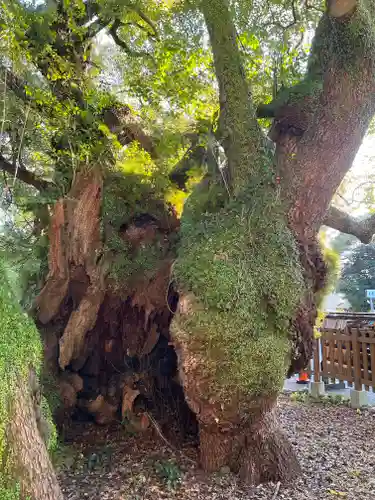 富知六所浅間神社の自然