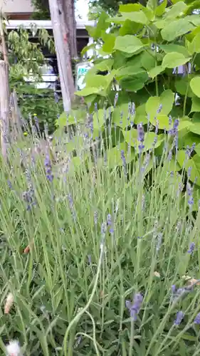 新琴似神社の自然