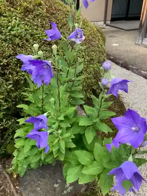 新德禅寺 (新徳寺)(京都府)