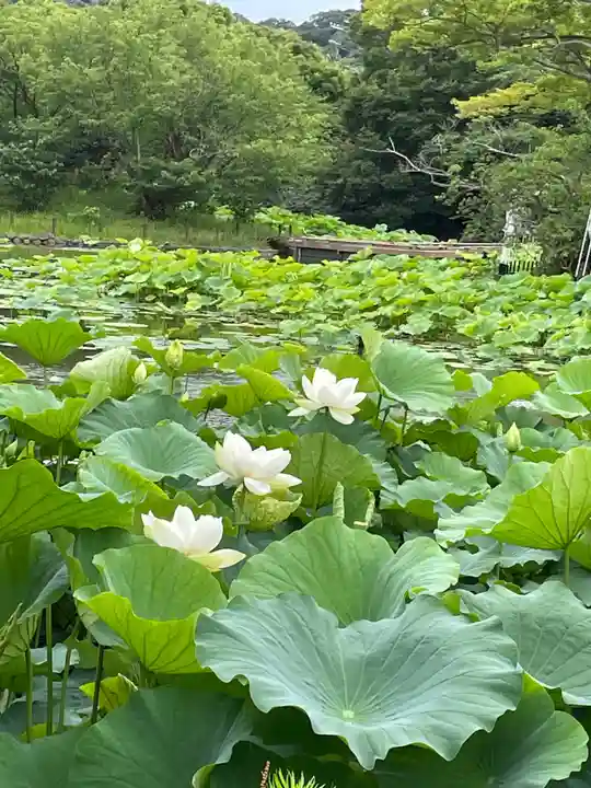 鶴岡八幡宮の庭園
