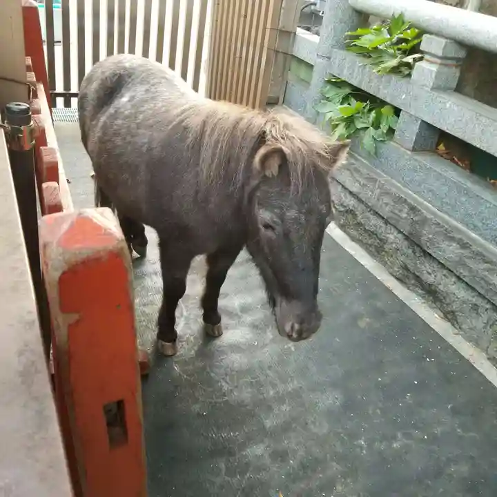 神田神社(神田明神)の動物