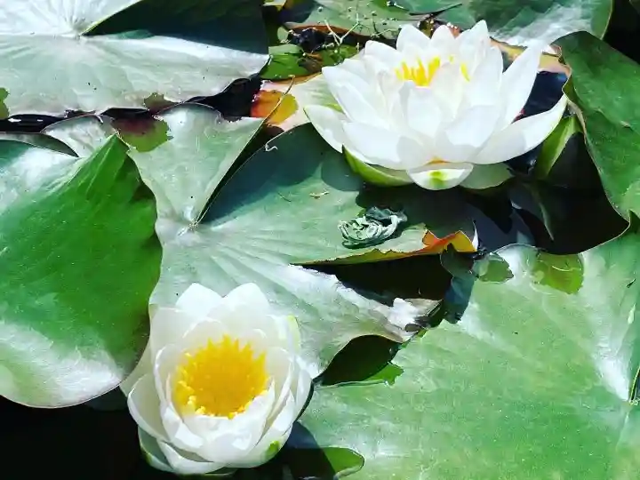 真言宗 善通寺派 薬王寺の自然