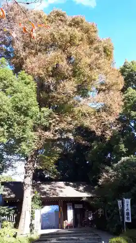 阿佐ヶ谷神明宮の自然