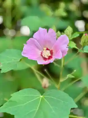 堀越神社(大阪府)