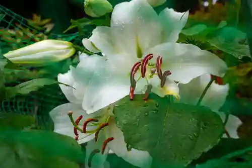 尻岸内八幡神社の自然