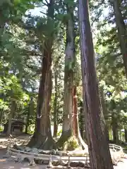 河口浅間神社の自然