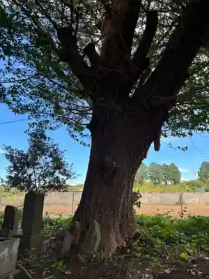 大杉神社(千葉県)