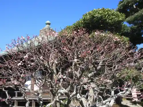 極楽寺（霊鷲山感應院極楽律寺）の景色