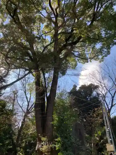 代々木八幡宮(東京都)