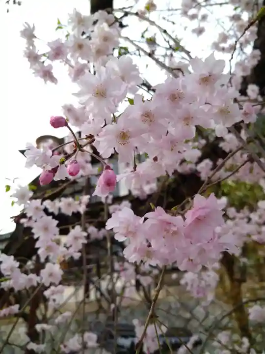 阿智神社の自然