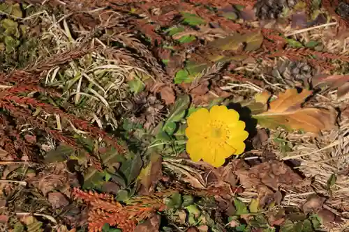 三坂稲荷神社の自然
