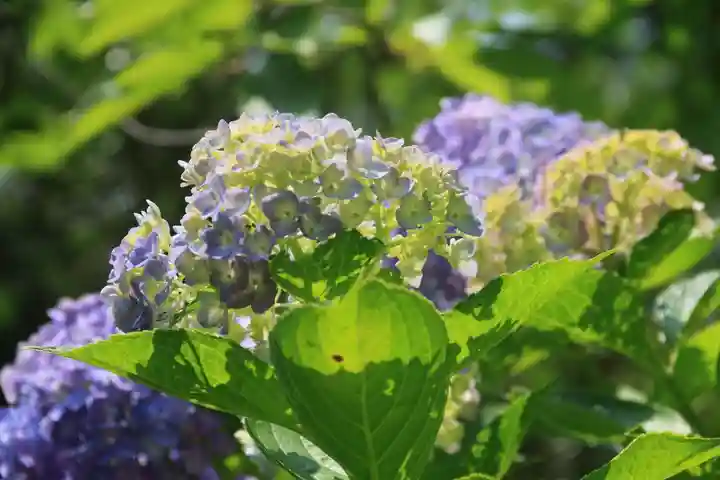 開成山大神宮の庭園