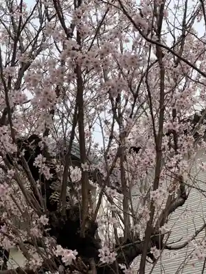 牛込柳町天祖神社の自然