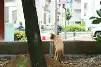 くまくま神社(導きの社 熊野町熊野神社)の動物