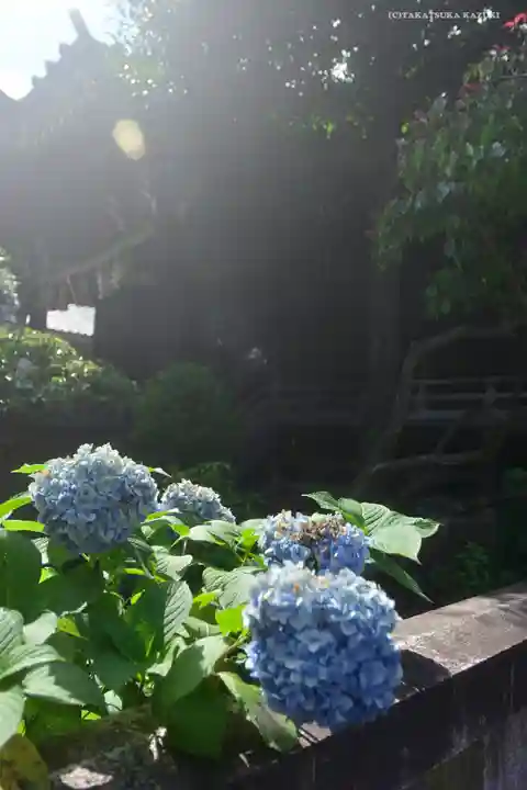 白山神社の自然