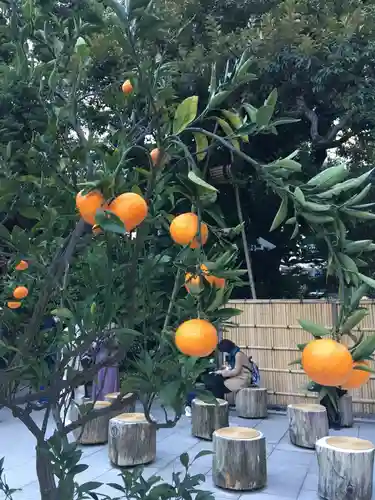 東京大神宮の自然