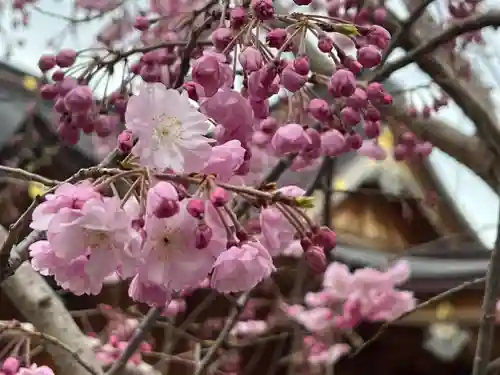 富知六所浅間神社の自然