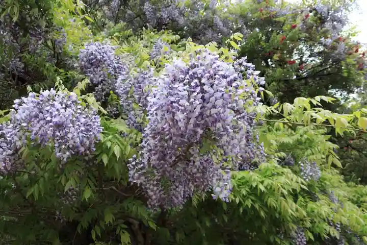 開成山大神宮の自然