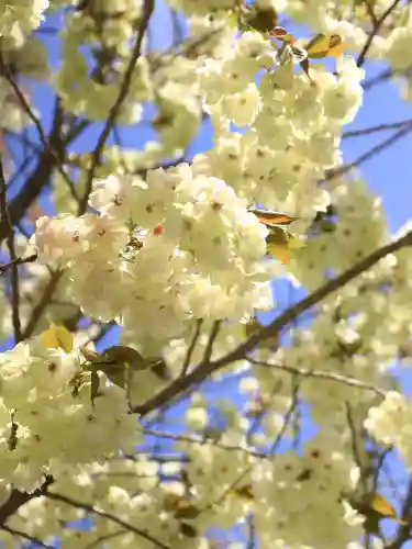 金櫻神社の{uncategorized: "未分類", other: "その他", undefined: "問題あり", building: "その他建物", grave: "お墓", sacred_gate: "鳥居", guardian: "狛犬", statue: "像", buddha: "仏像", history: "歴史", nature: "自然", garden: "庭園", animal: "動物", pagoda: "塔", temizu: "手水舎", mountain_gate: "山門・神門", sanctuary: "本殿・本堂", subordinate: "末社・摂社", art: "芸術", scenery: "景色", jizo: "地蔵", ema: "絵馬", goshuin: "御朱印", omikuji: "おみくじ", items: "授与品その他", amulet: "お守り", goshuincho: "御朱印帳", eats: "食事", festival: "お祭り", votive_dance: "神楽", shichigosan: "七五三参", wedding: "結婚式", experience: "体験その他", initially: "初詣", around: "周辺", anti_infection: "感染症対策"}