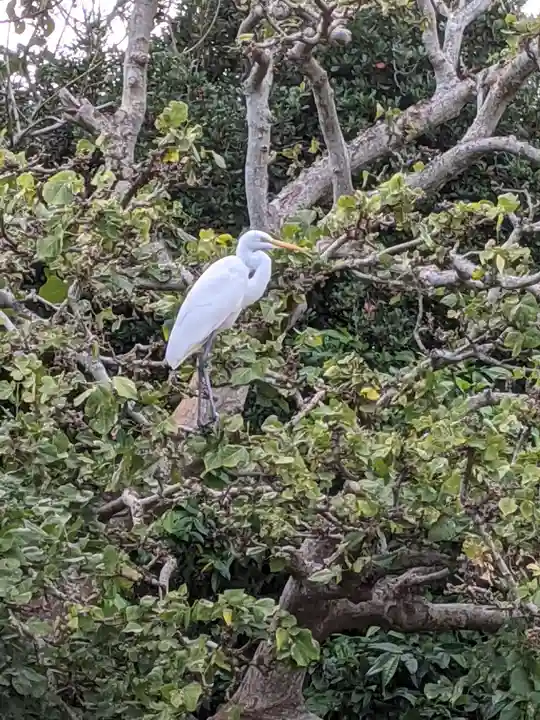 沖縄県護国神社の動物