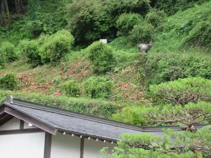 即清寺の動物