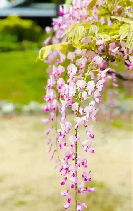 曼陀羅寺の自然