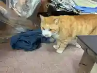 一心寺・一心禅寺の動物