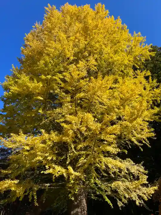 北口本宮冨士浅間神社(山梨県)