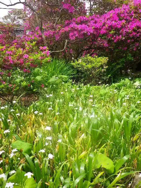安養院 (田代寺)の庭園