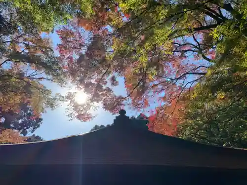 普門寺(切り絵御朱印発祥の寺)の自然