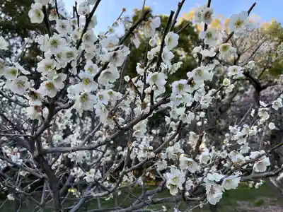 道明寺天満宮(大阪府)
