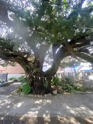 善徳寺(和歌山県)