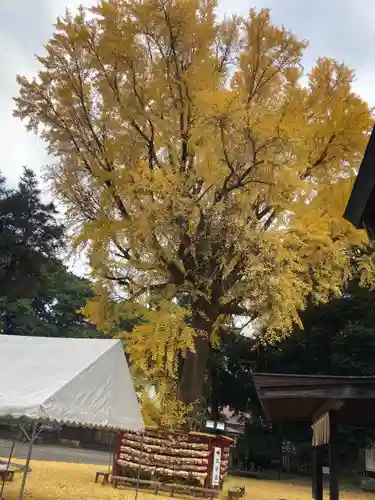 平塚八幡宮(神奈川県)